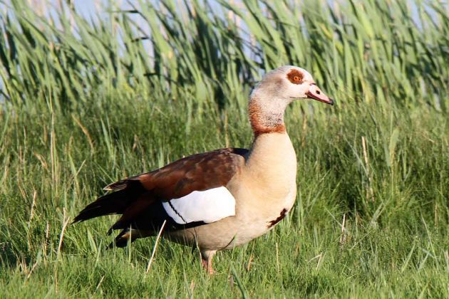 Vögel in Holland - Nilgans Vögel in Holland - Nilgans