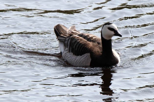 Vögel in Holland - Weisswangengans Vögel in Holland - Weisswangengans