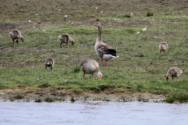 Vögel Niederlande - Graugänse Vögel Niederlande - Graugänse