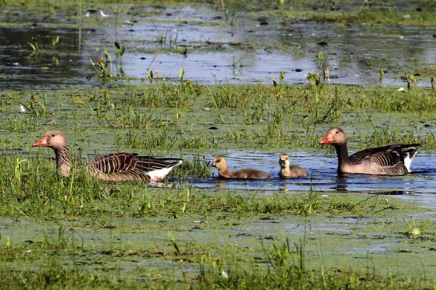 Gänsearten - Graugänse Gänsearten - Graugänse
