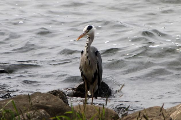 Vögel in Holland - Graureiher Vögel in Holland - Graureiher