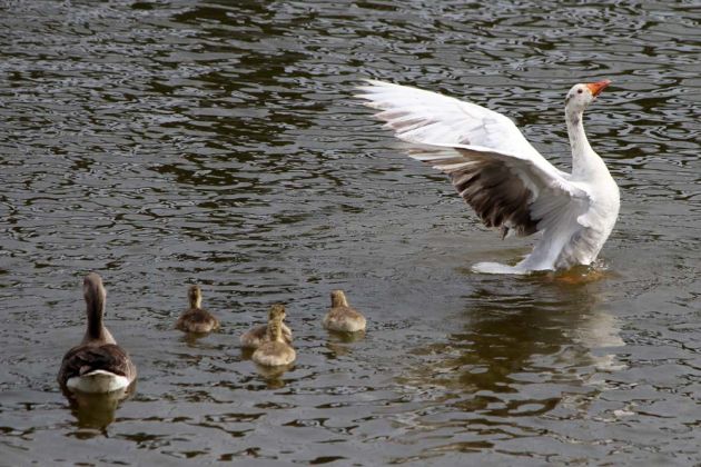 Gänsearten - Hybridgänse Gänsearten - Hybridgänse