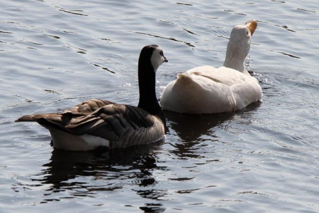 Gänsearten - Hybridgänse Gänsearten - Hybridgänse