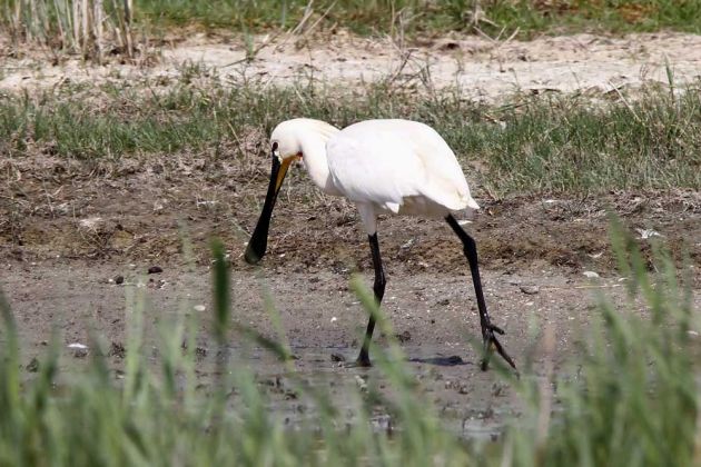 Vögel in Holland - Löffler Vögel in Holland - Löffler