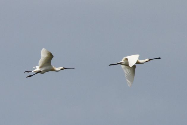 Vögel in Holland - Löffler Vögel in Holland - Löffler