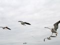 Vögel in Holland - Mantelmöwen