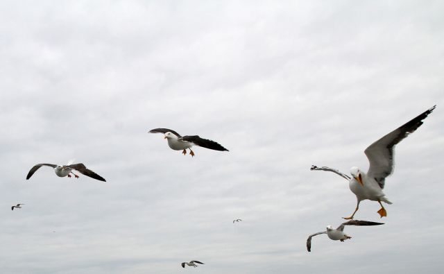 Vögel in Holland - Mantelmöwen Vögel in Holland - Mantelmöwen