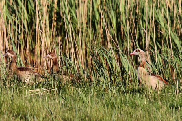 Gänsearten - Nilgänse Gänsearten - Nilgänse