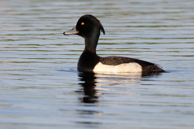 Reiherenten-Erpel - Aythya fuligula Reiherenten-Erpel - Aythya fuligula