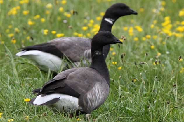 Gänsearten - Ringelgänse Gänsearten - Ringelgänse