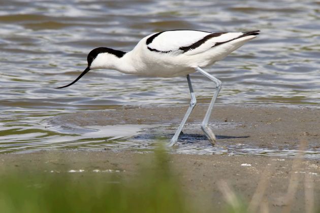 Vögel in Holland - Säbelschnäbler Vögel in Holland - Säbelschnäbler