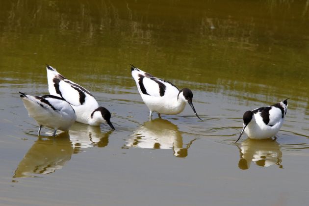 Vögel in Holland - Säbelschnäbler Vögel in Holland - Säbelschnäbler