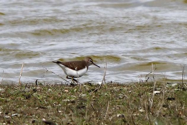 Vögel in Holland - Flussuferläufer Vögel in Holland - Flussuferläufer