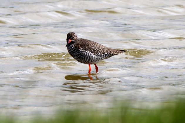 Vögel in Holland - Rotschenkel Vögel in Holland - Rotschenkel