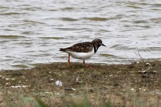 Vögel in Holland - Steinwälzer Vögel in Holland - Steinwälzer