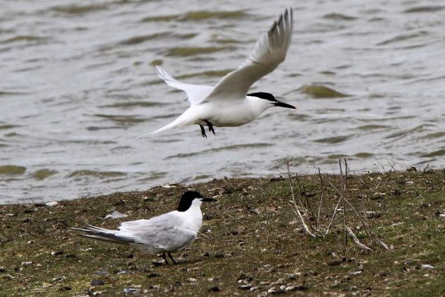 Vögel in Holland - Brandseeschwalben Vögel in Holland - Brandseeschwalben