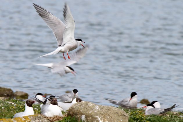 Vögel in Holland - Flußseeschwalben Vögel in Holland - Flußseeschwalben