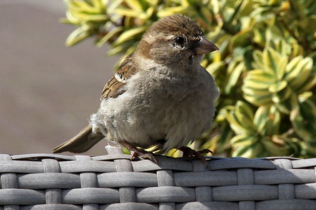 Vögel in Holland - Sperling Vögel in Holland - Sperling