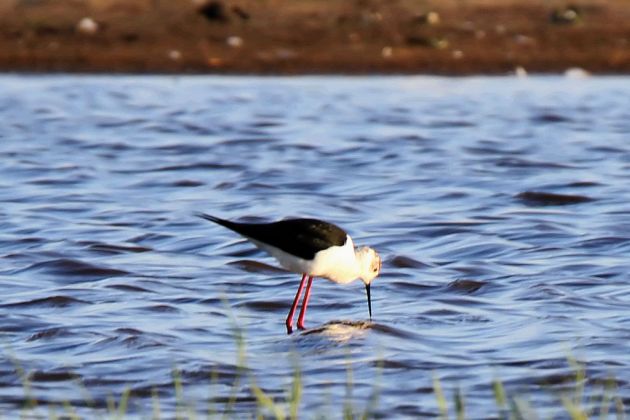 Vögel in Holland - Stelzenläufer Vögel in Holland - Stelzenläufer