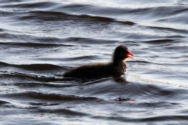 Vögel in Holland - Teichhuhn Vögel in Holland - Teichhuhn