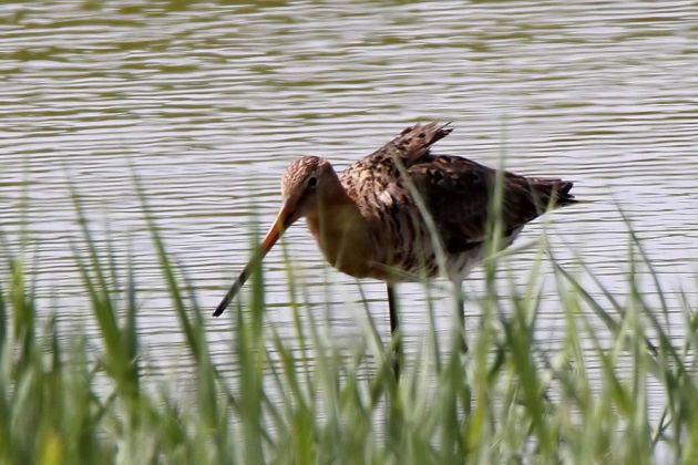 Vögel in Holland - Uferschnepfe