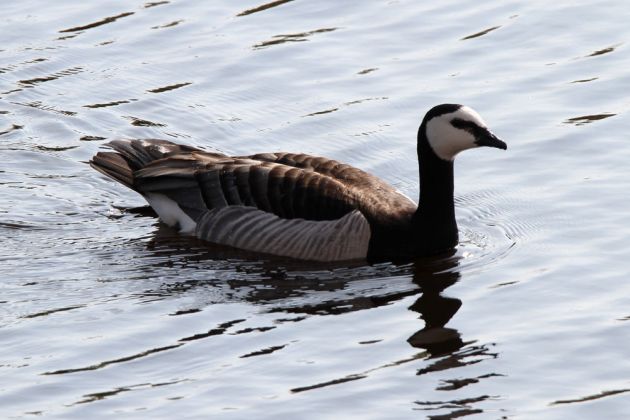 Gänsearten - Weisswangengans Gänsearten - Weisswangengans