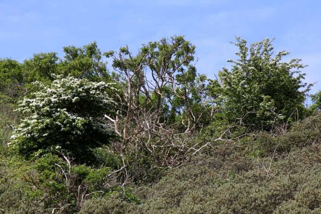 Die holländische Nordseeinsel Texel - De Slufter Die holländische Nordseeinsel Texel - De Slufter