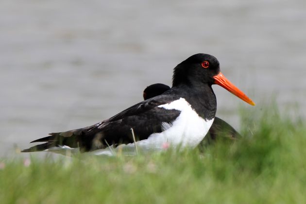 Die holländische Nordseeinsel Texel - Austernfischer Die holländische Nordseeinsel Texel - Austernfischer