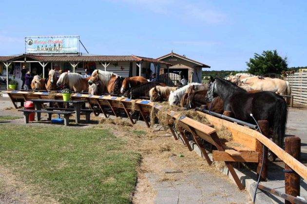 Die holländische Nordseeinsel Texel - Reitstall bei De Koog Die holländische Nordseeinsel Texel - Reitstall bei De Koog