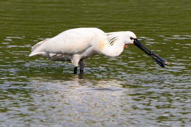 Die holländische Nordseeinsel Texel - Löffler Die holländische Nordseeinsel Texel - Löffler