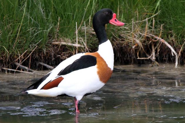 Die holländische Nordseeinsel Texel - Männliche Brandgans oder auch Brandente Die holländische Nordseeinsel Texel - Männliche Brandgans oder auch Brandente