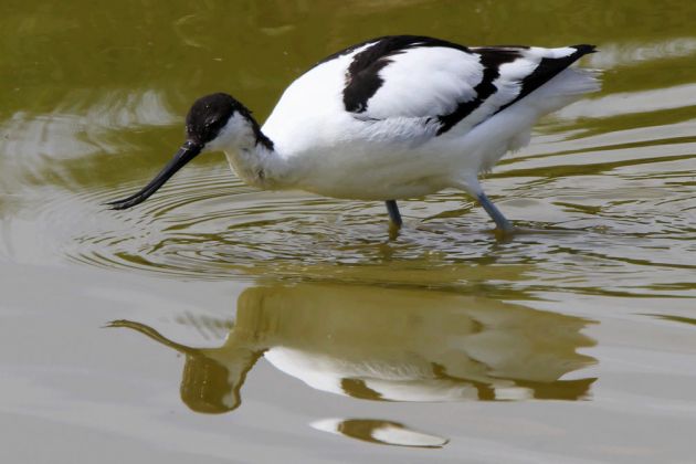 Die holländische Nordseeinsel Texel - Säbelschnäbler Die holländische Nordseeinsel Texel - Säbelschnäbler