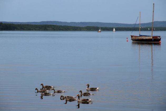 Steinhude am Meer zur Blauen Stunde - Familienausflug der Graugänse vor der Ufer-Promenade Steinhude am Meer zur Blauen Stunde - Familienausflug der Graugänse vor der Ufer-Promenade
