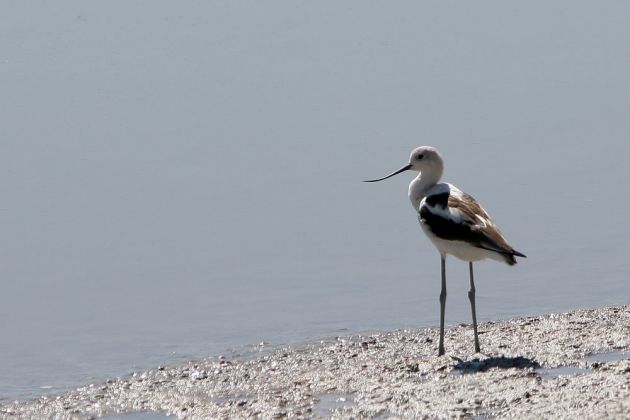 Amerikanischer Säbelschnäbler - American Avocet - Recurvirostra americana Amerikanischer Säbelschnäbler - American Avocet - Recurvirostra americana