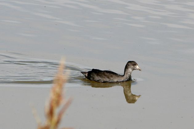 Amerikanisches Blässhuhn - American Coot - Fulica americana Amerikanisches Blässhuhn - American Coot - Fulica americana