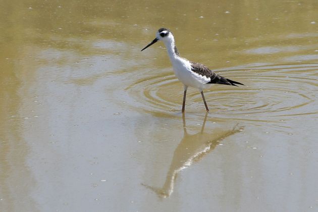 Amerikanischer Stelzenläufer - Black-necked Stilt - Himantopus mexicanus Amerikanischer Stelzenläufer - Black-necked Stilt - Himantopus mexicanus