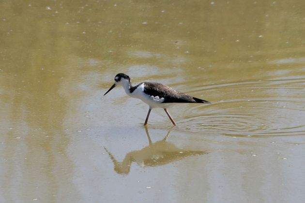 Amerikanischer Stelzenläufer - Black-necked Stilt - Himantopus mexicanus Amerikanischer Stelzenläufer - Black-necked Stilt - Himantopus mexicanus