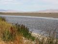 Bear River Migratory Bird Refuge - bei Brigham City, Utah, USA
