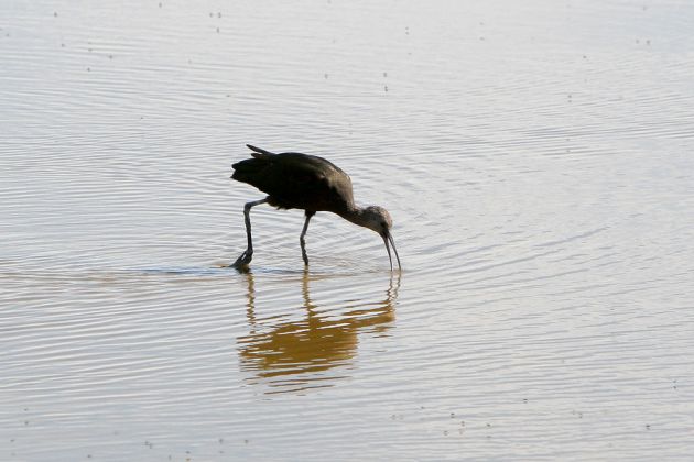 Brillen-Sichler - White-faced Ibis - Plegadis chihi Brillen-Sichler - White-faced Ibis - Plegadis chihi