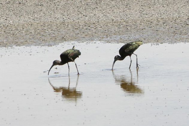 Brillen-Sichler - White-faced Ibis - Plegadis chihi Brillen-Sichler - White-faced Ibis - Plegadis chihi