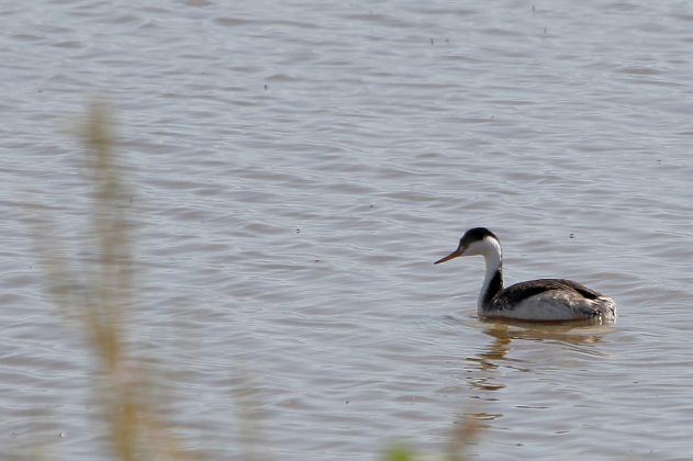 Clarktaucher - Clarks Grebe - Aechmophorus clarkii Clarktaucher - Clarks Grebe - Aechmophorus clarkii