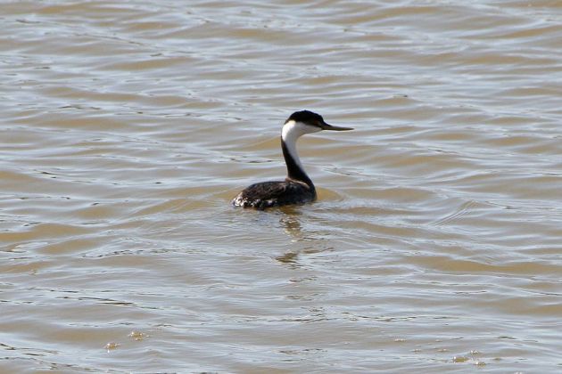 Renntaucher - Western Grebe - Aechmophorus occidentalis Renntaucher - Western Grebe - Aechmophorus occidentalis