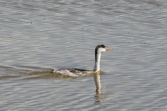 Renntaucher - Western Grebe - Aechmophorus occidentalis Renntaucher - Western Grebe - Aechmophorus occidentalis