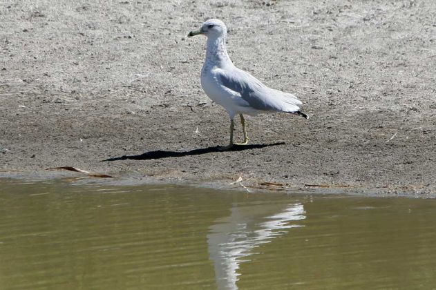 Kalifornier Möwe - California Gull - Larus californicus Kalifornier Möwe - California Gull - Larus californicus
