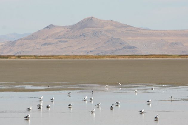 Kalifornier Möwe - California Gull - Larus californicus Kalifornier Möwe - California Gull - Larus californicus