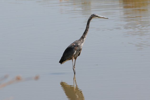 Kanada-Reiher - Great Blue Heron - Ardea herodias Kanada-Reiher - Great Blue Heron - Ardea herodias