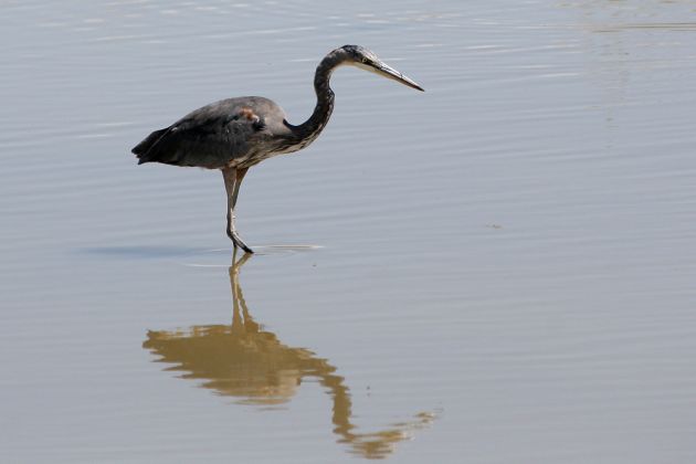 Kanada-Reiher - Great Blue Heron - Ardea herodias Kanada-Reiher - Great Blue Heron - Ardea herodias