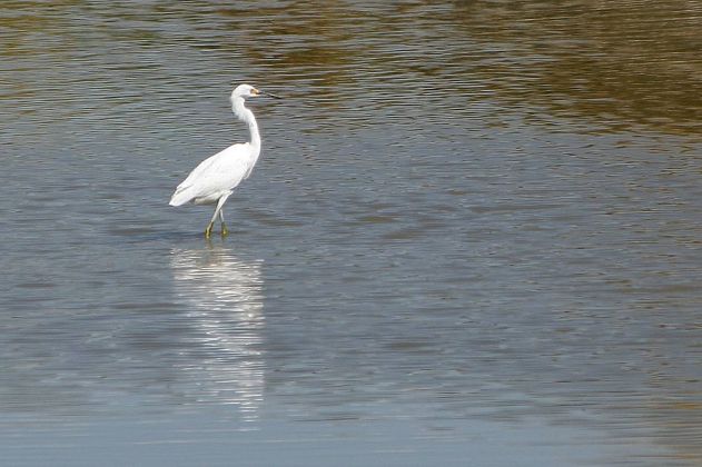 Schmuckreiher - Snowy Egret - Egretta thula Schmuckreiher - Snowy Egret - Egretta thula