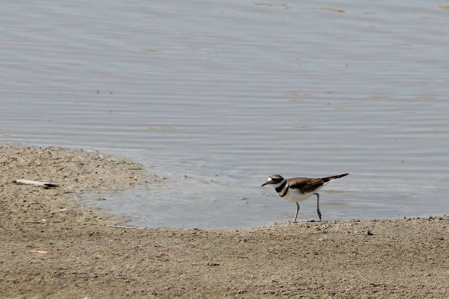 Keilschwanz-Regenpfeifer - Killdeer - Charadrius vociferus Keilschwanz-Regenpfeifer - Killdeer - Charadrius vociferus
