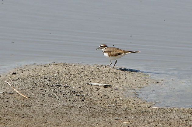 Keilschwanz-Regenpfeifer - Killdeer - Charadrius vociferus Keilschwanz-Regenpfeifer - Killdeer - Charadrius vociferus